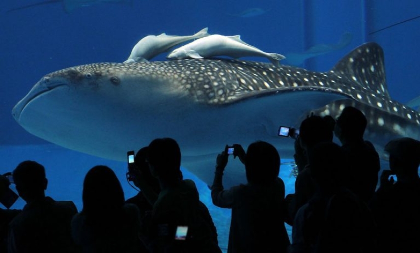 9 datos interesantes sobre los tiburones