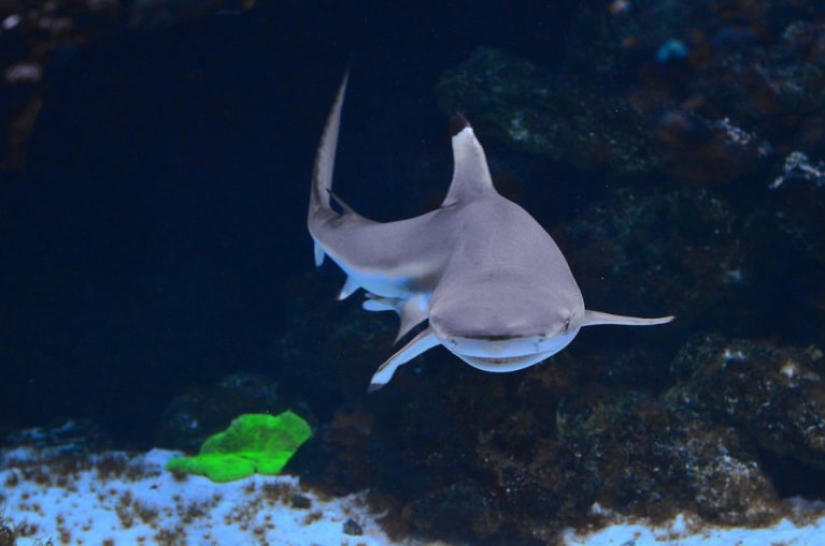 9 datos interesantes sobre los tiburones