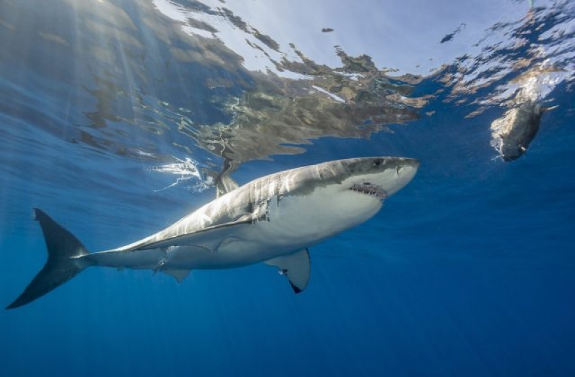 9 datos interesantes sobre los tiburones