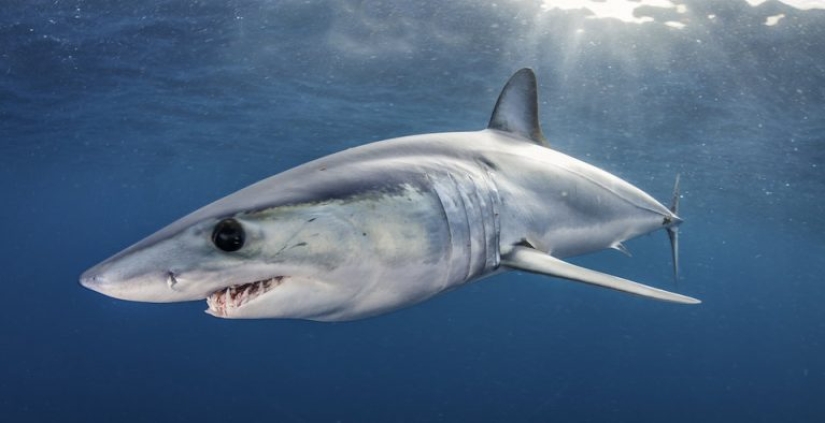 9 datos interesantes sobre los tiburones