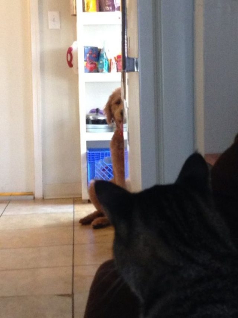 9 dog reactions that will make you howl with laughter 9 dog reactions that will make you howl with laughter