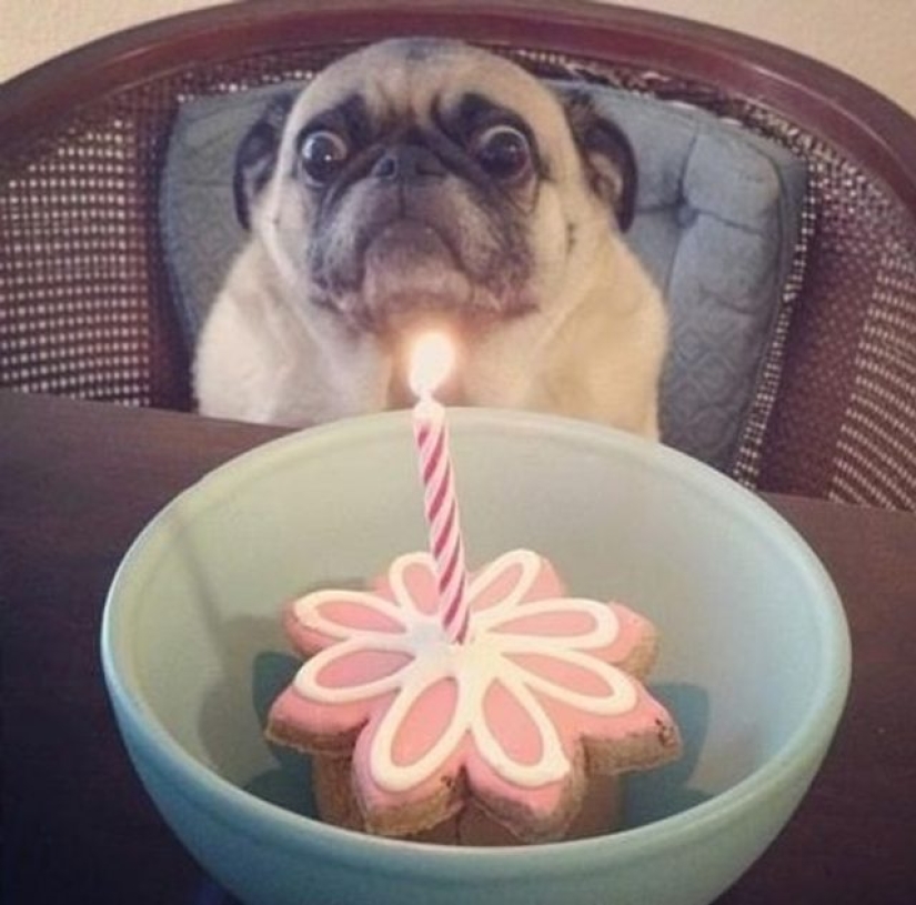 9 dog reactions that will make you howl with laughter 9 dog reactions that will make you howl with laughter