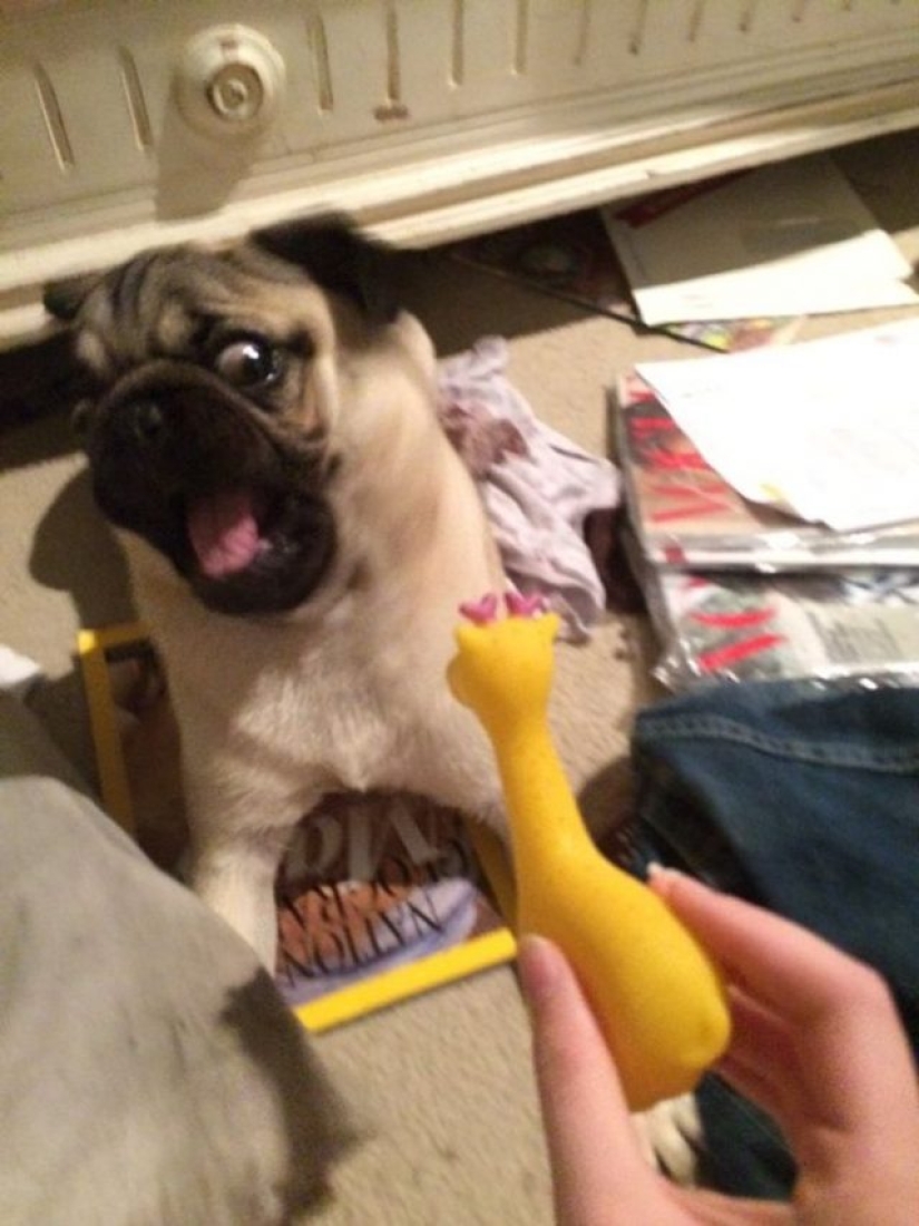 9 dog reactions that will make you howl with laughter 9 dog reactions that will make you howl with laughter