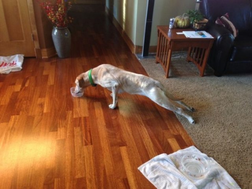 9 dog reactions that will make you howl with laughter 9 dog reactions that will make you howl with laughter