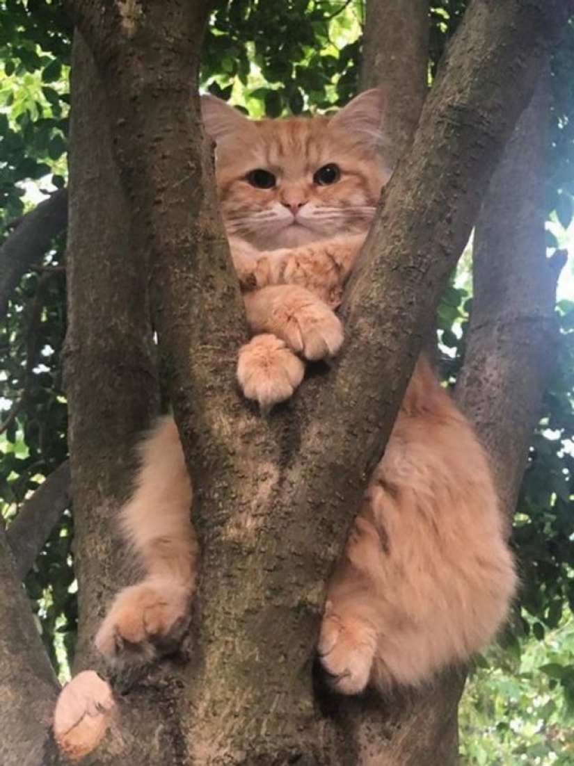 9 fotos de gatos que prueban que nunca los entenderemos 9 fotos de gatos que prueban que nunca los entenderemos
