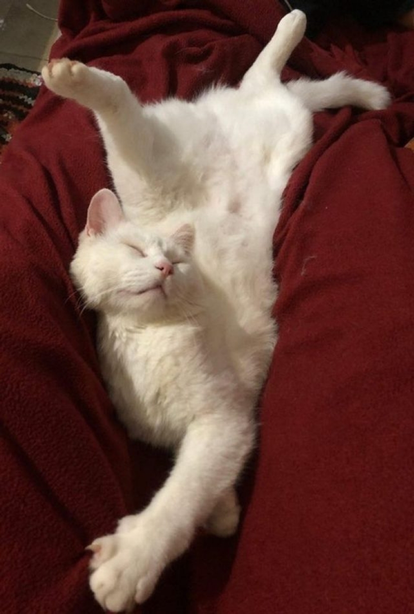 9 fotos de gatos que prueban que nunca los entenderemos 9 fotos de gatos que prueban que nunca los entenderemos