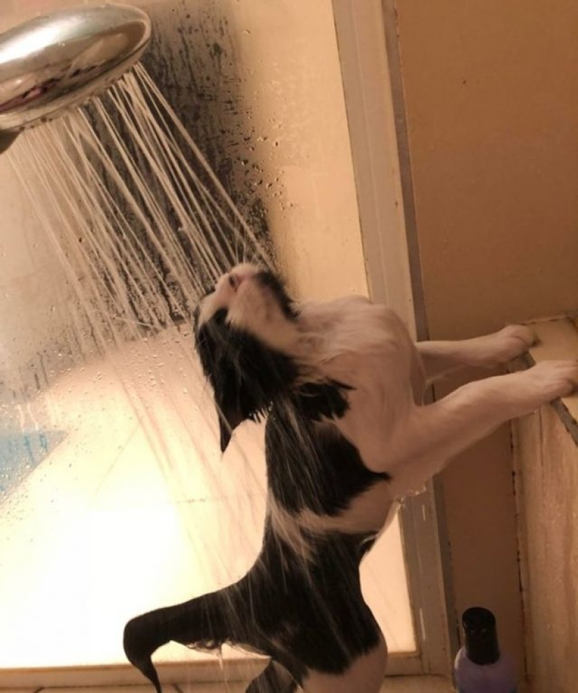9 fotos de gatos que prueban que nunca los entenderemos 9 fotos de gatos que prueban que nunca los entenderemos
