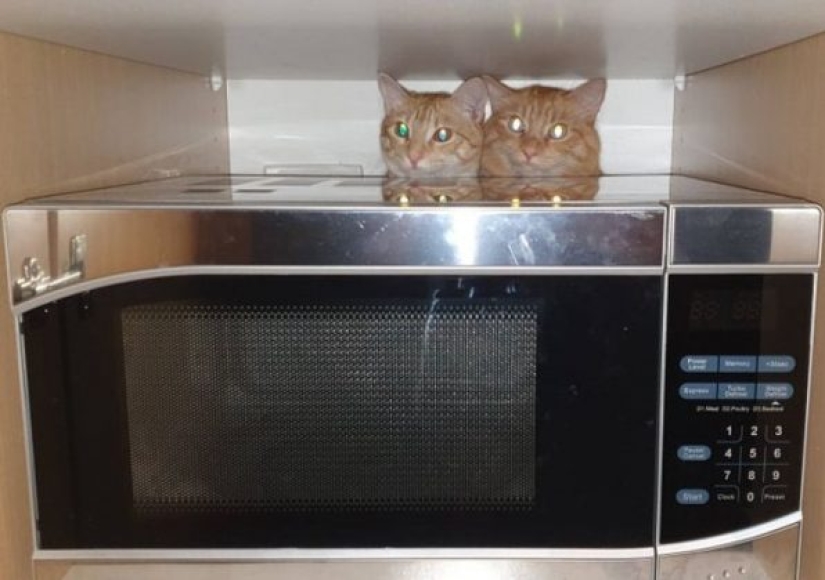 9 fotos de gatos que prueban que nunca los entenderemos 9 fotos de gatos que prueban que nunca los entenderemos