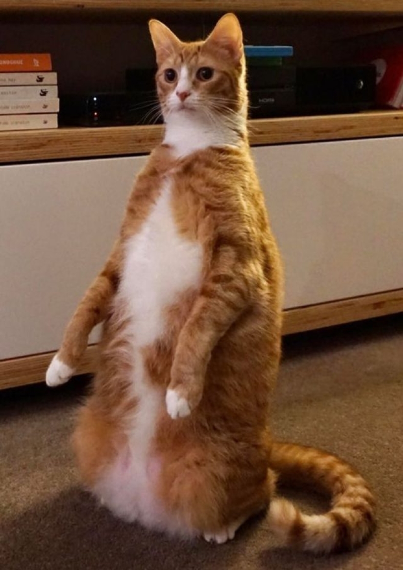 9 fotos de gatos que prueban que nunca los entenderemos 9 fotos de gatos que prueban que nunca los entenderemos
