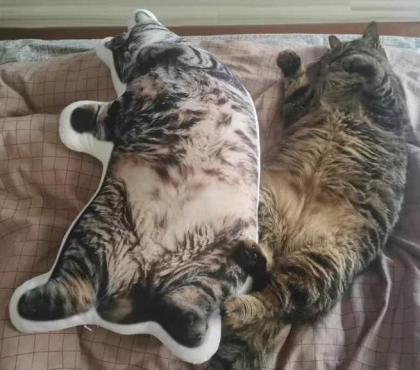9 fotos de gatos que prueban que nunca los entenderemos 9 fotos de gatos que prueban que nunca los entenderemos