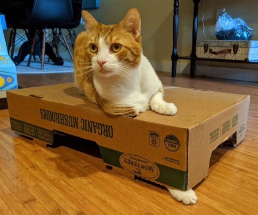 9 fotos de gatos que prueban que nunca los entenderemos 9 fotos de gatos que prueban que nunca los entenderemos