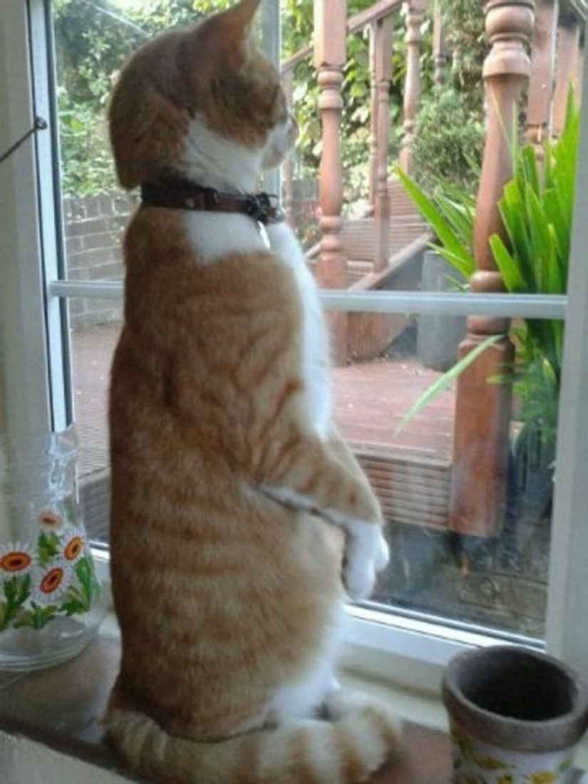 9 fotos de gatos que prueban que nunca los entenderemos 9 fotos de gatos que prueban que nunca los entenderemos