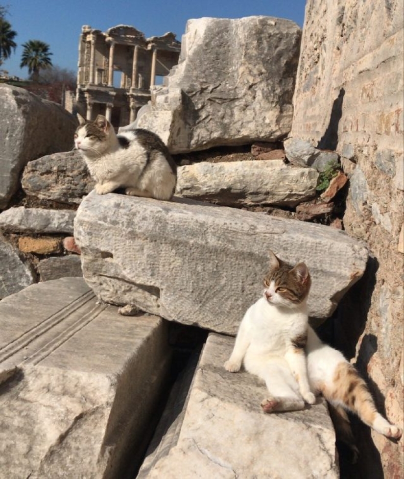 9 gatos relajados que se sentirán como en casa en cualquier lugar 9 gatos relajados que se sentirán como en casa en cualquier lugar