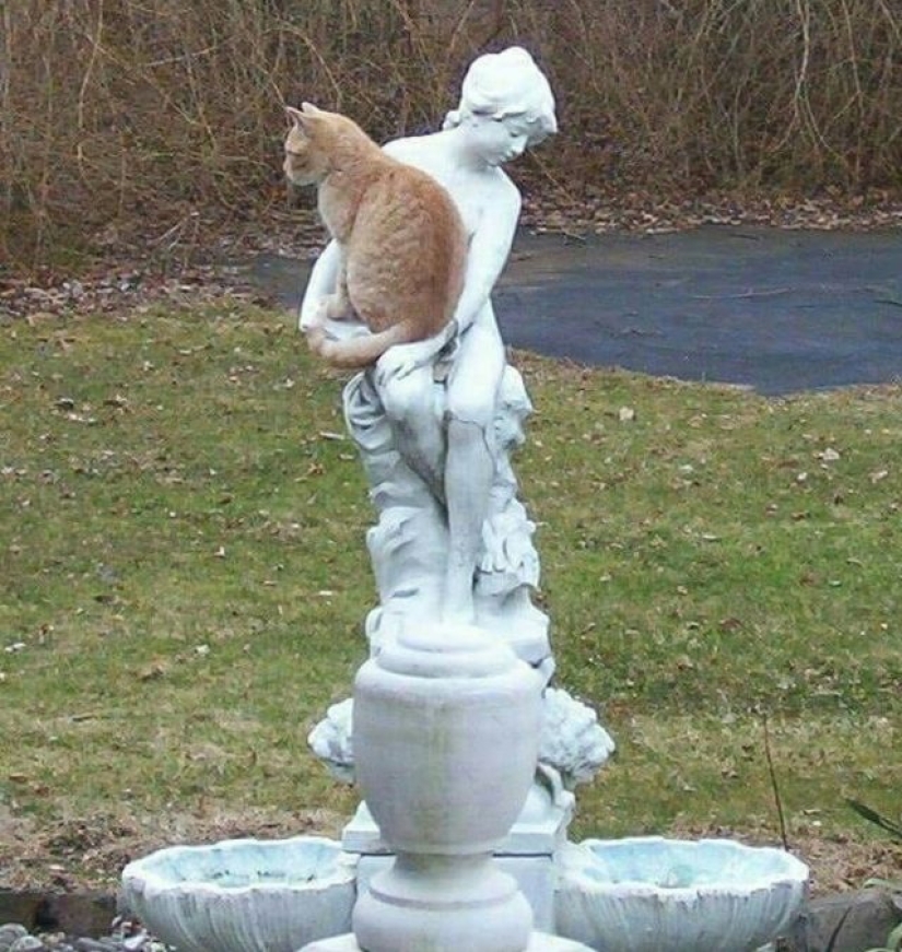 9 gatos relajados que se sentirán como en casa en cualquier lugar 9 gatos relajados que se sentirán como en casa en cualquier lugar