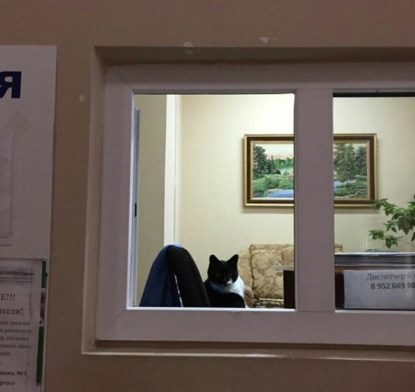 9 gatos relajados que se sentirán como en casa en cualquier lugar 9 gatos relajados que se sentirán como en casa en cualquier lugar