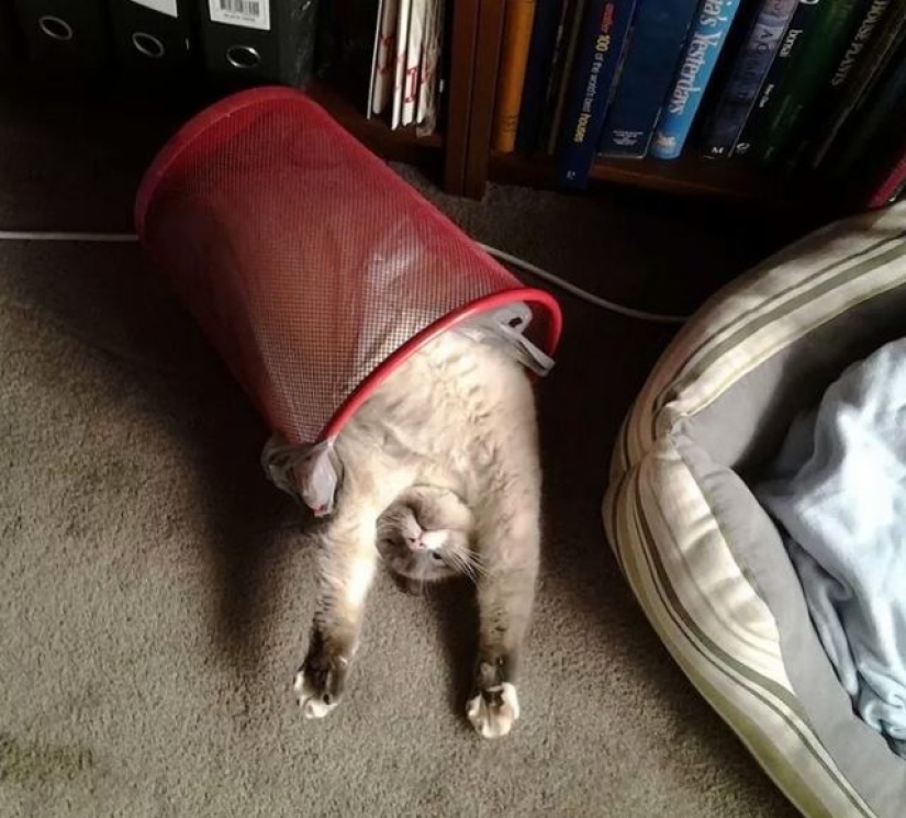 9 gatos relajados que se sentirán como en casa en cualquier lugar 9 gatos relajados que se sentirán como en casa en cualquier lugar