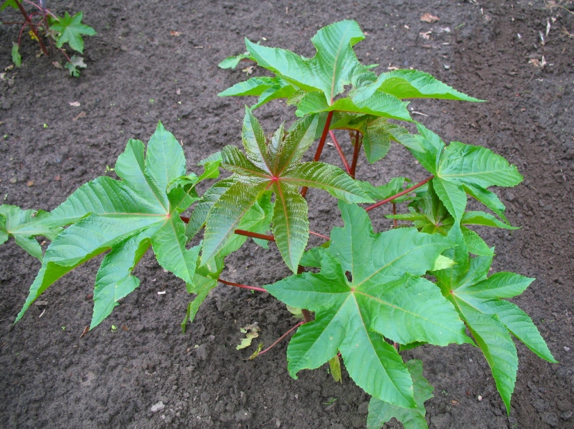 9 most dangerous plants in the world
