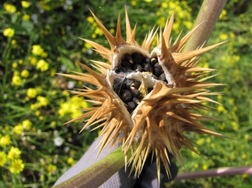9 most dangerous plants in the world