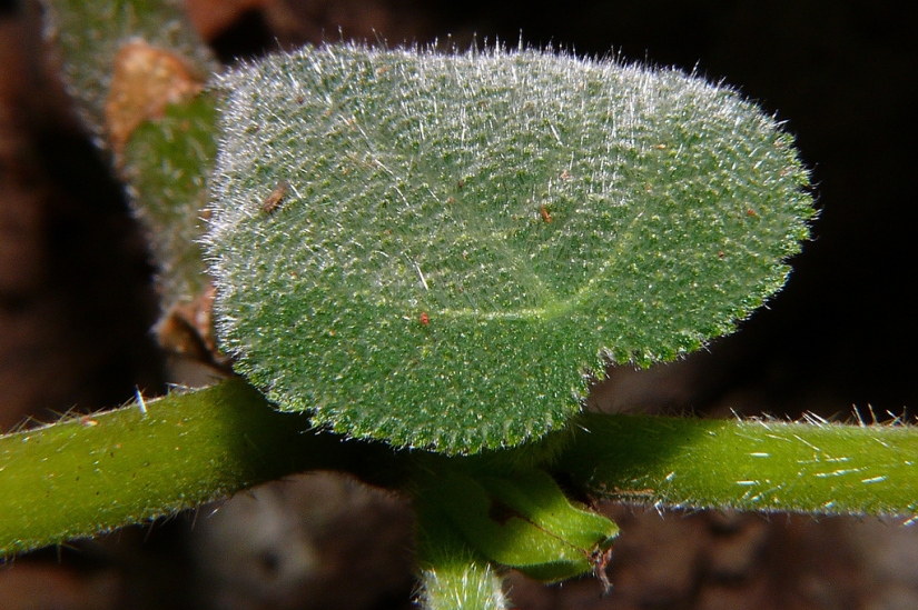 9 most dangerous plants in the world