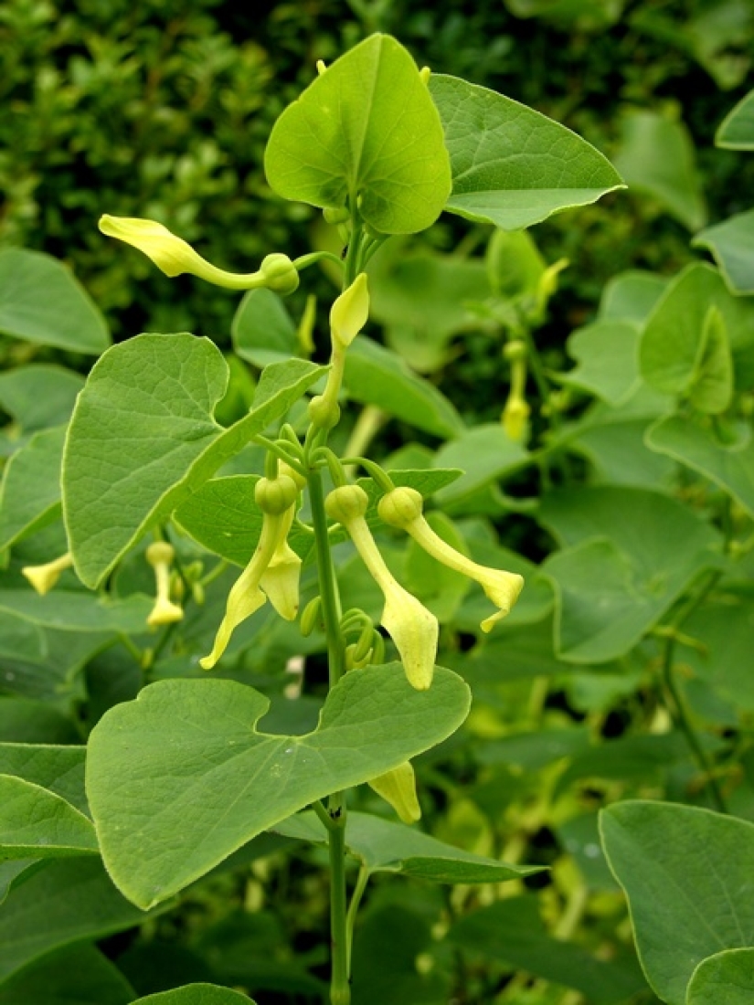 9 most dangerous plants in the world