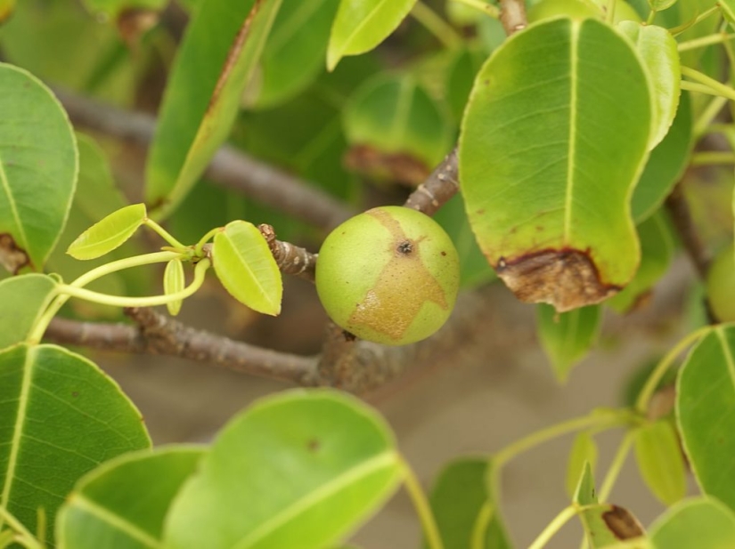9 most dangerous plants in the world