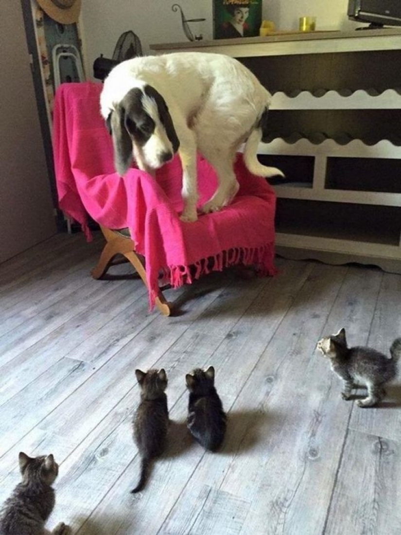 9 reacciones de perros que te harán aullar de risa 9 reacciones de perros que te harán aullar de risa