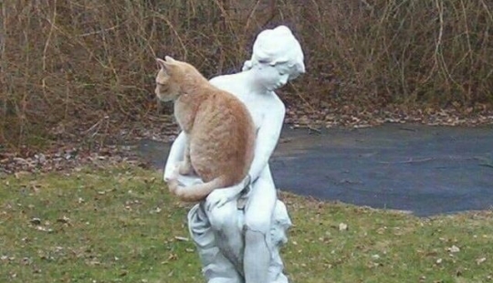 9 Relaxed Cats That Will Feel At Home Anywhere