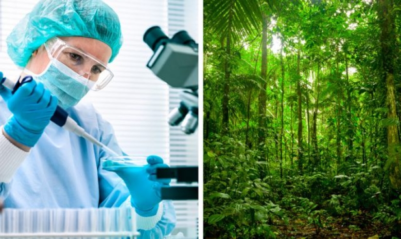 9 things that will happen to our planet if the Amazon rainforest burns down completely