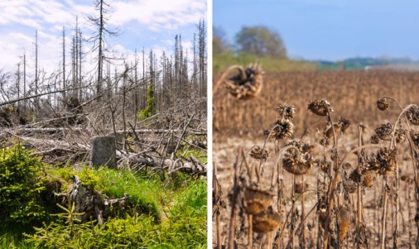 9 things that will happen to our planet if the Amazon rainforest burns down completely