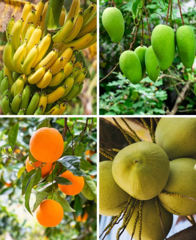 9 things that will happen to our planet if the Amazon rainforest burns down completely