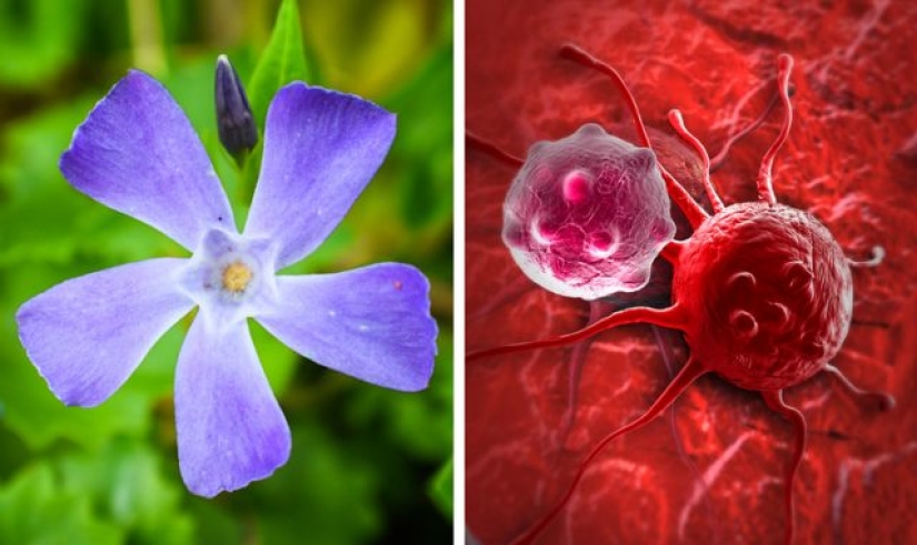 9 things that will happen to our planet if the Amazon rainforest burns down completely