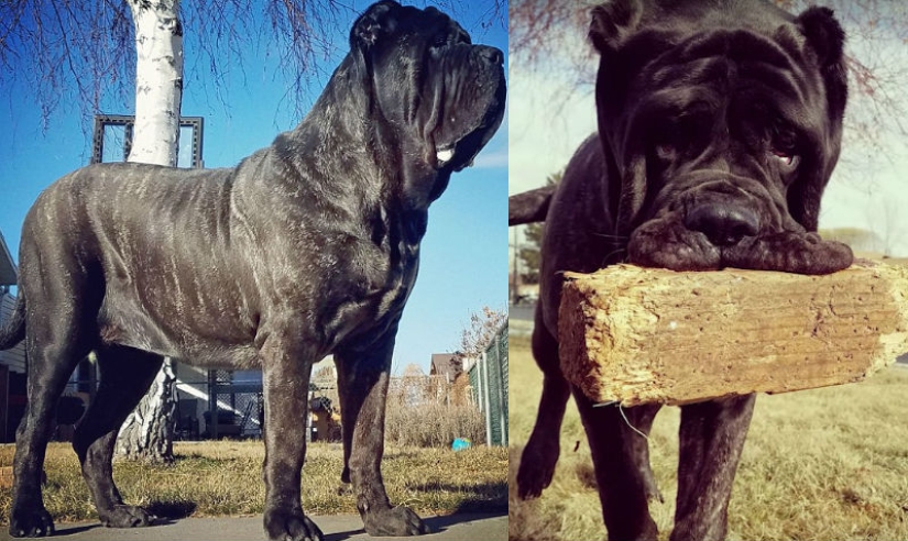 A 9-month-old puppy of an ancient breed weighs 80 kilograms and knocks an adult off his feet with one tail