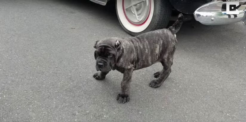 A 9-month-old puppy of an ancient breed weighs 80 kilograms and knocks an adult off his feet with one tail