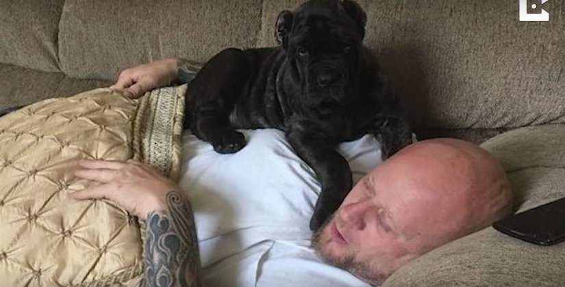 A 9-month-old puppy of an ancient breed weighs 80 kilograms and knocks an adult off his feet with one tail