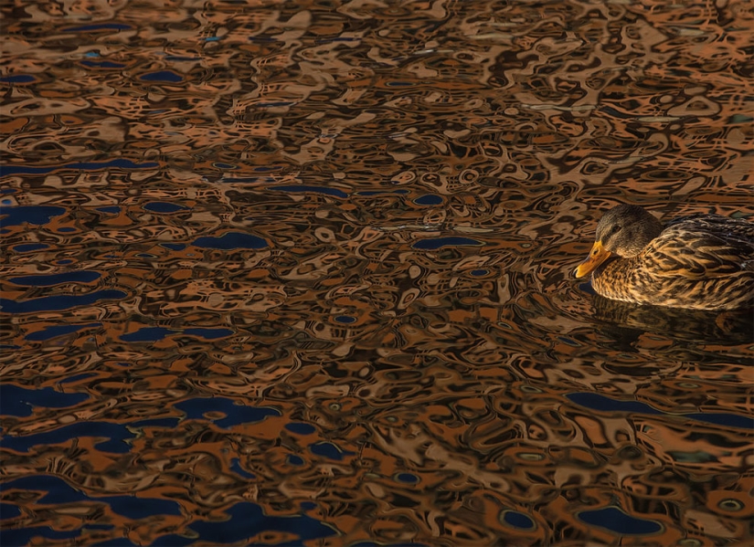 A bird is about to fly out: the best bird photos of 2017 have been selected