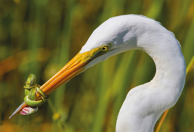 A bird is about to fly out: the best bird photos of 2017 have been selected