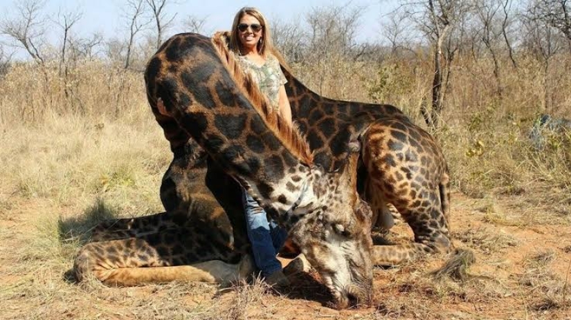 A bloodthirsty huntress killed a rare black giraffe and sewed a holster from its skin