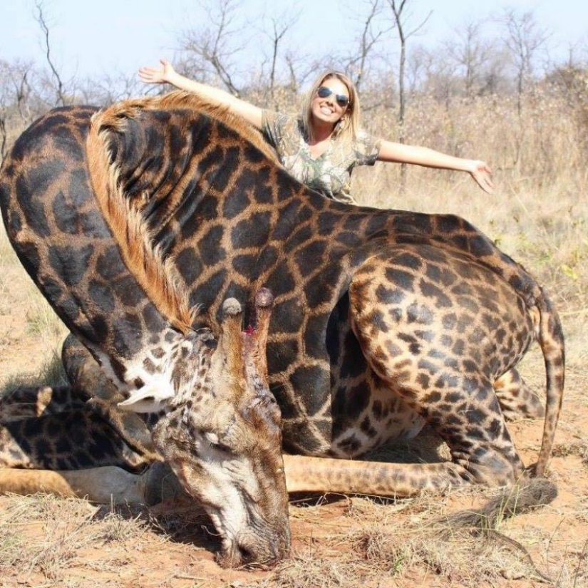 A bloodthirsty huntress killed a rare black giraffe and sewed a holster from its skin
