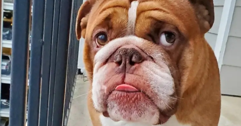 A bulldog named Big Daddy, sad because of quarantine, has become a new network meme A bulldog named Big Daddy, sad because of quarantine, has become a new network meme