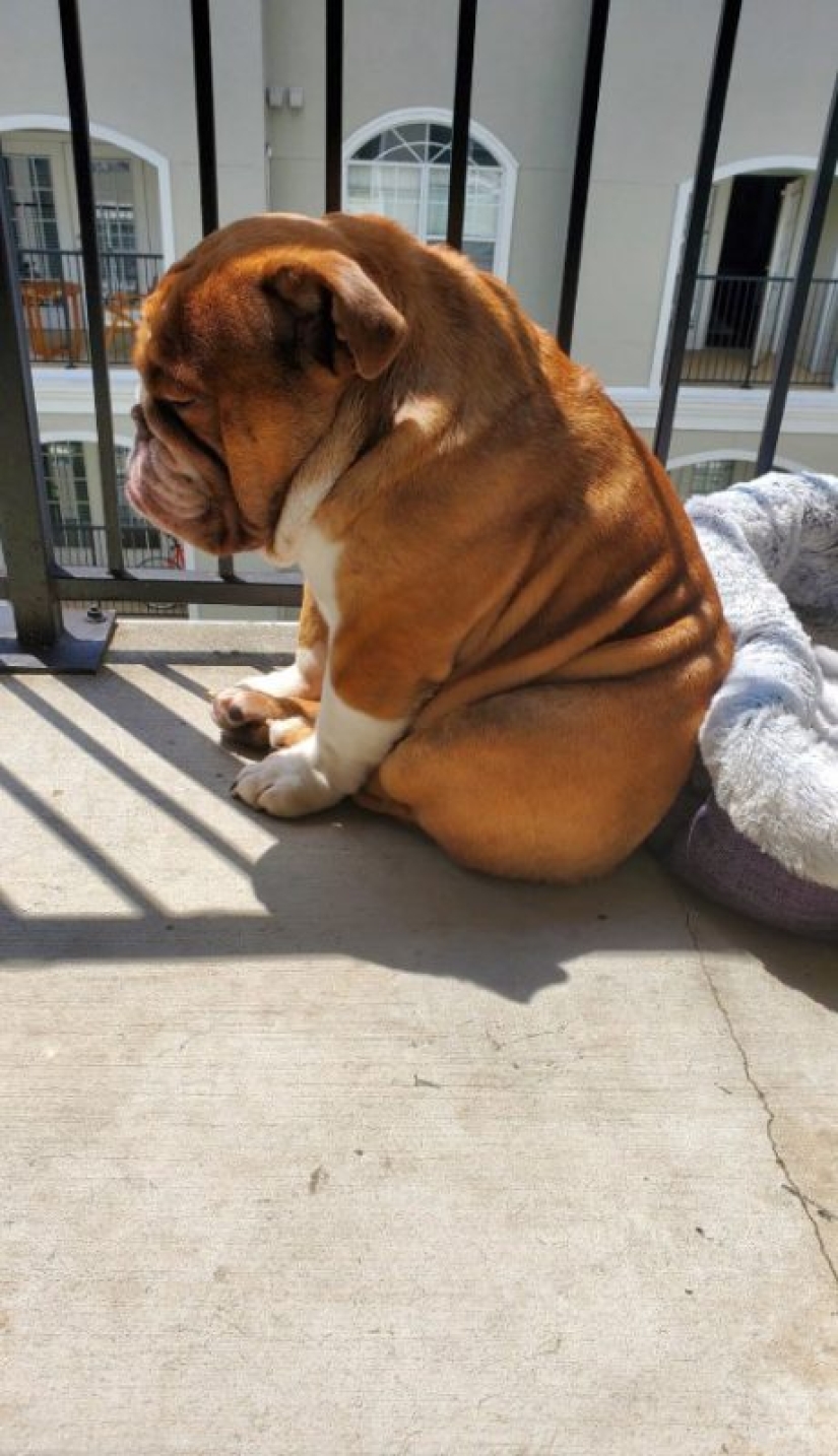 A bulldog named Big Daddy, sad because of quarantine, has become a new network meme A bulldog named Big Daddy, sad because of quarantine, has become a new network meme