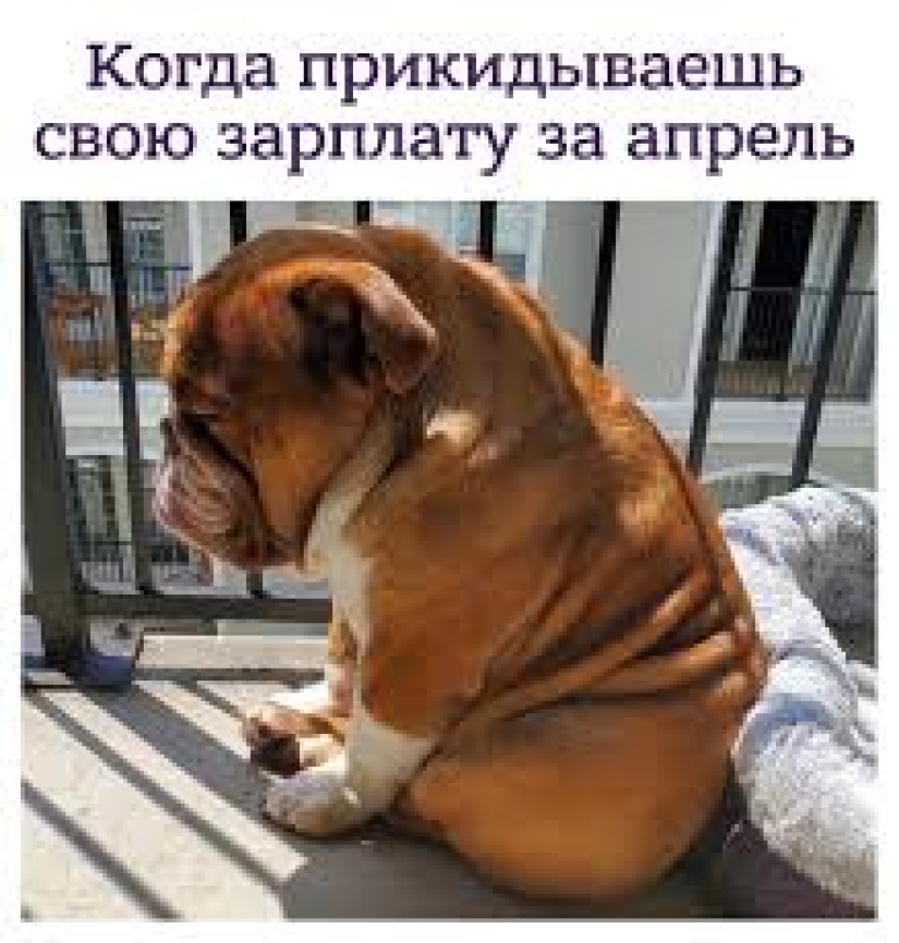 A bulldog named Big Daddy, sad because of quarantine, has become a new network meme A bulldog named Big Daddy, sad because of quarantine, has become a new network meme