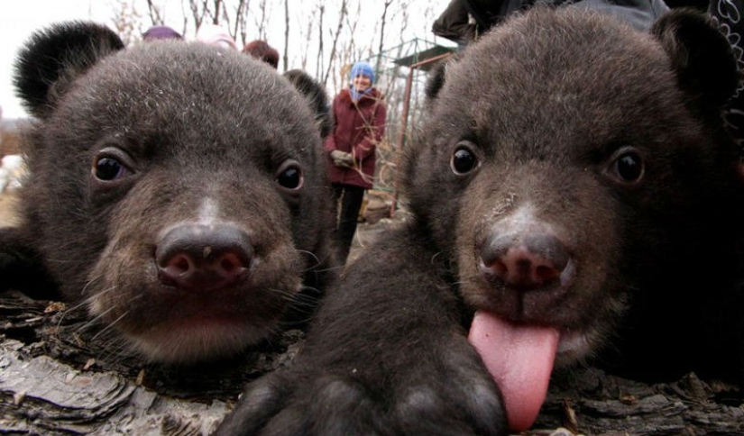 A Chinese man took bears for domestic dogs for two years