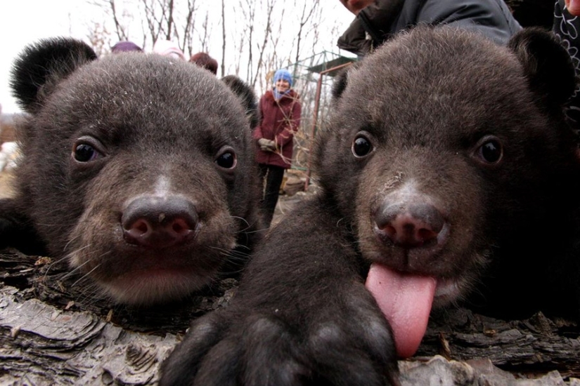 A Chinese man took bears for domestic dogs for two years