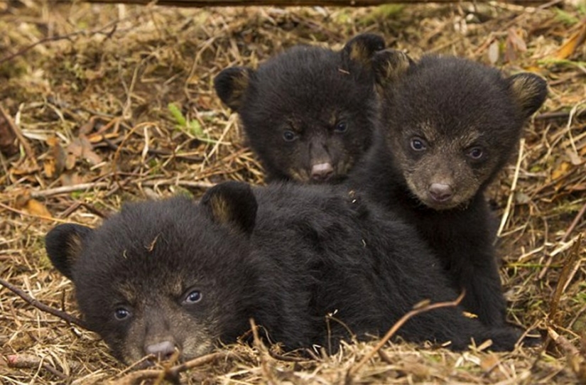 A Chinese man took bears for domestic dogs for two years