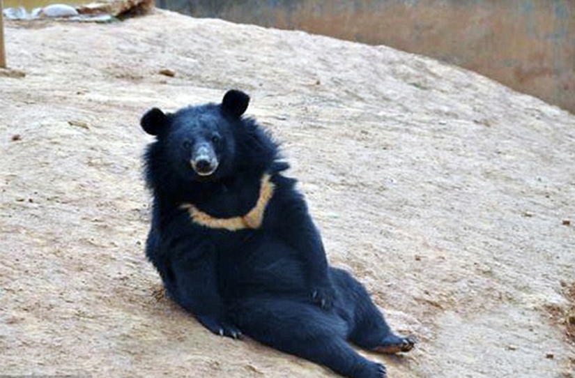 A Chinese man took bears for domestic dogs for two years