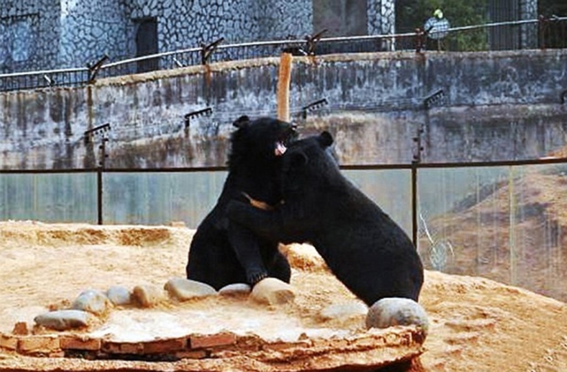 A Chinese man took bears for domestic dogs for two years