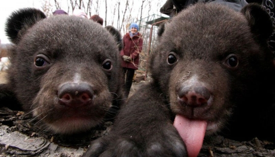 A Chinese man took bears for domestic dogs for two years