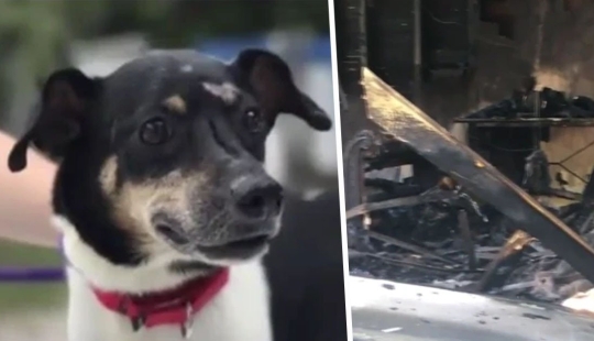 A costa de su propia vida: en Florida, un perro fiel murió salvando a una familia de un incendio