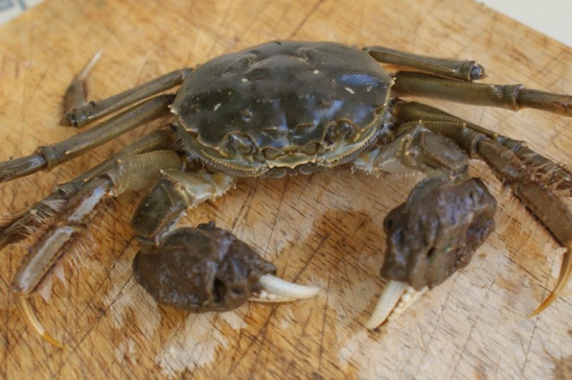 A dangerous guest for fish and humans has been found in the Moskva River