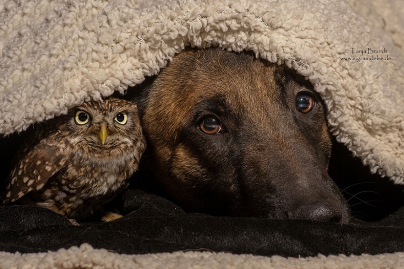 A dog and an owl who can't live without each other